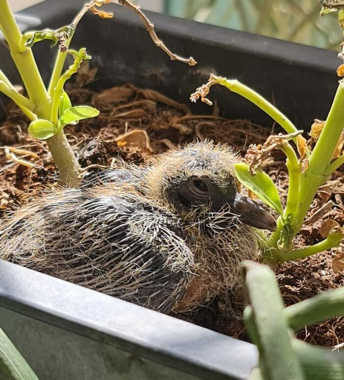 A Baby Pigeon Hatched In My Girlfriend's Flowerpot. He's 6 Days Old