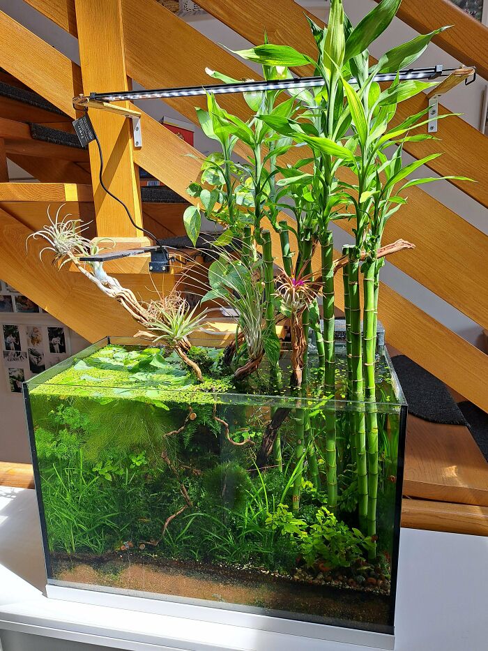 Fish tank with bamboo 