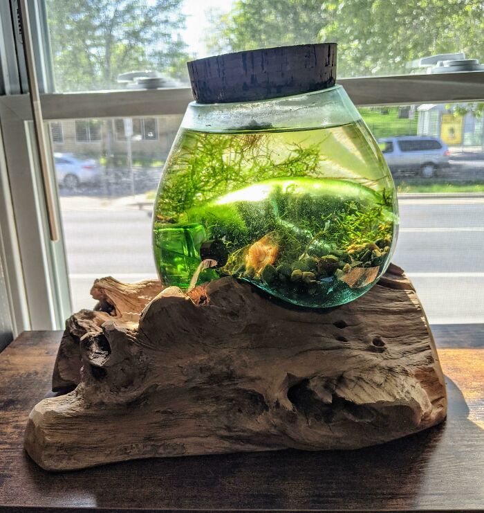 Aquarium on the wooden stand 