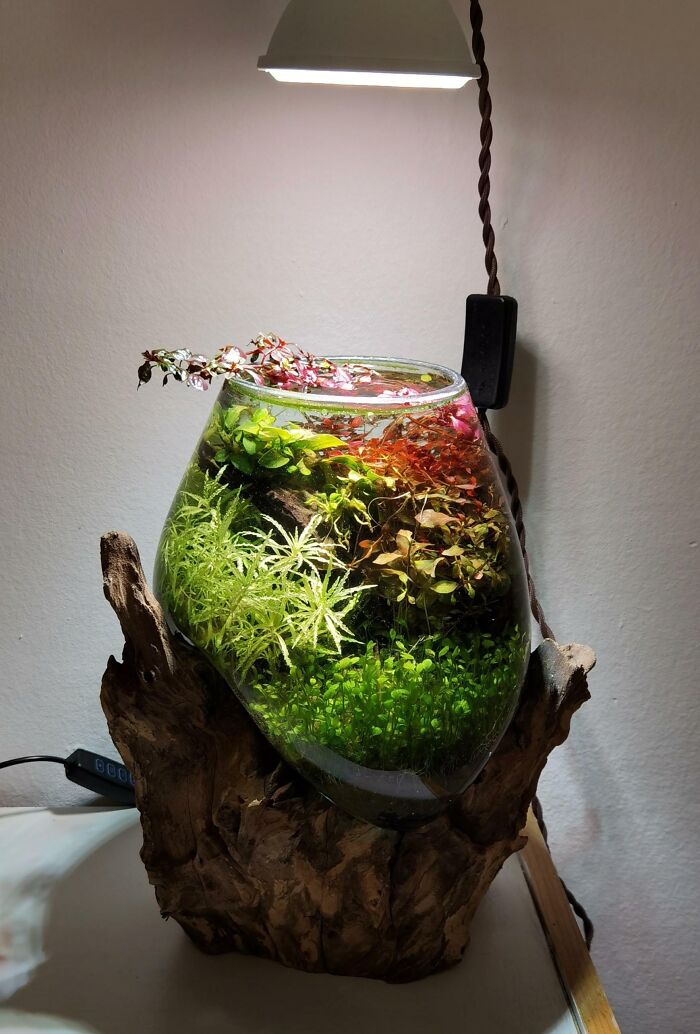 Aquarium on the wooden stand 