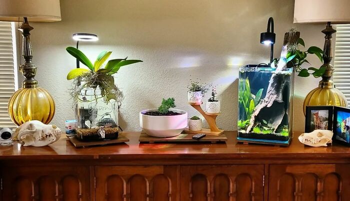 Aquarium and plants on the desk 