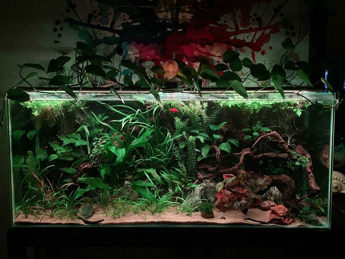 Plants in the aquarium