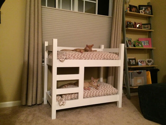 My Dad Built My Sister's Cats Bunk Beds. And They Actually Use Them