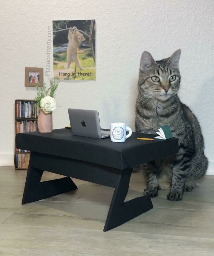 Le hice a mi gato una oficina en casa