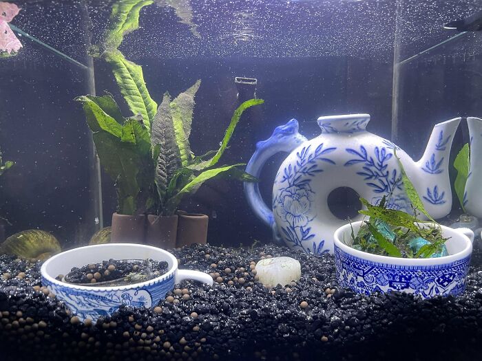 China dishes at the bottom of aquarium 