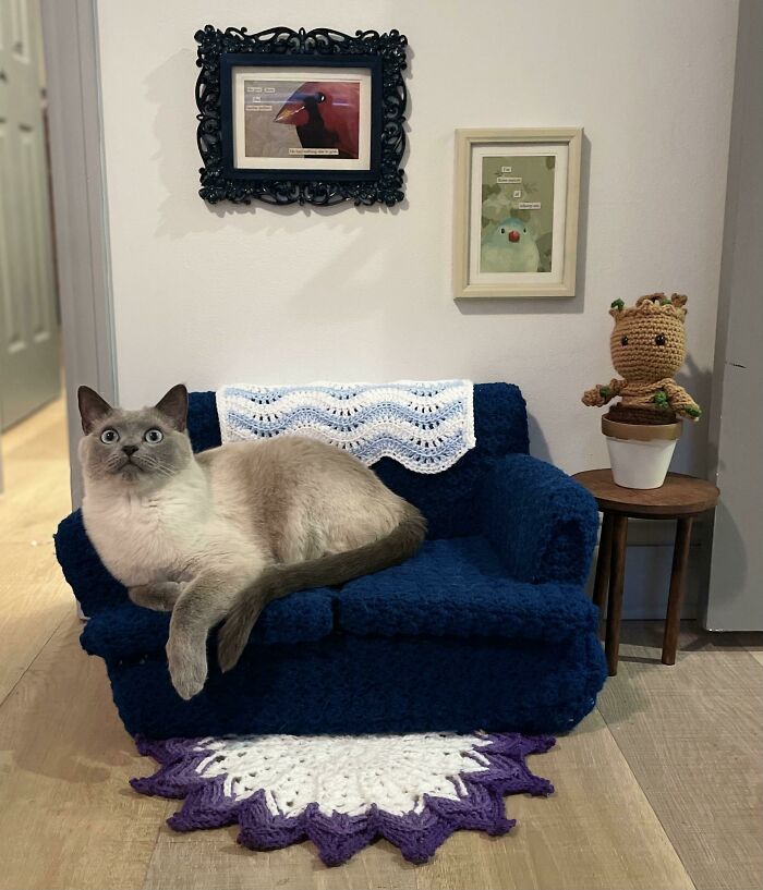 Someone Is Very Pleased With Their Own Living Room!