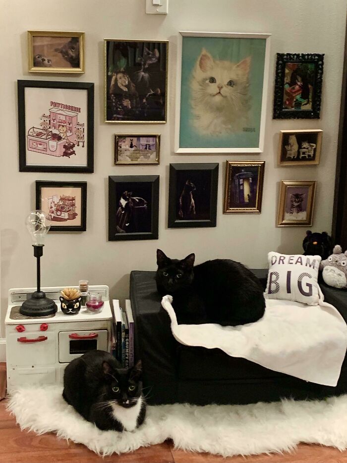 Mis gatos tienen su propio apartamento (: