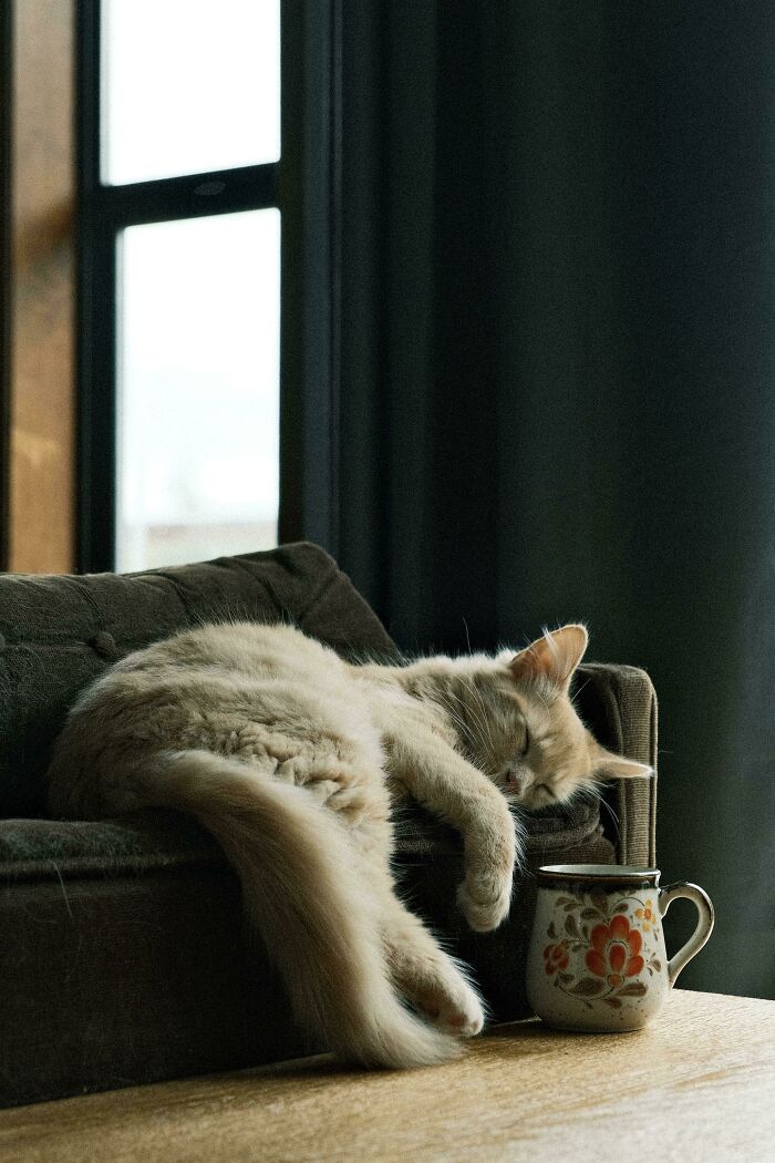Oh, ser un gatito en un sofá diminuto