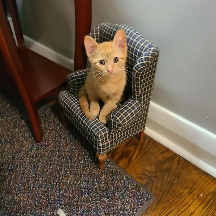 My Cat Has A Lil Chair To! Say Hi To Fred