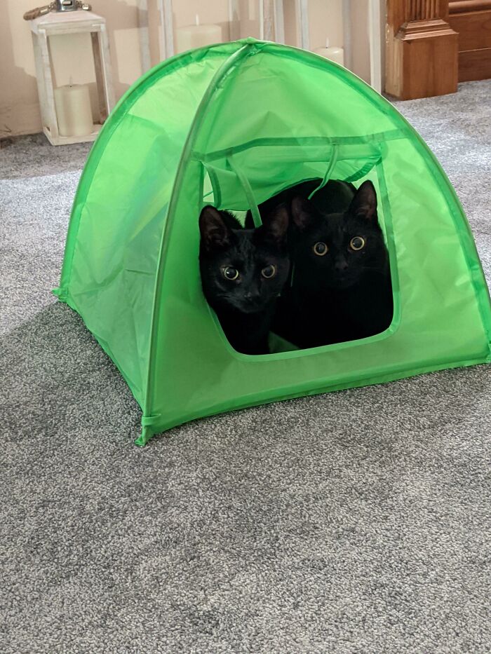 Bought The Cats A Tent. Probably The Best Thing About 2020