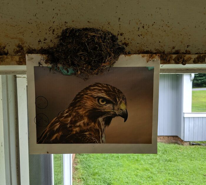 My Mother Printed And Hung This Picture To Deter Birds From Building A Nest On The Front Porch