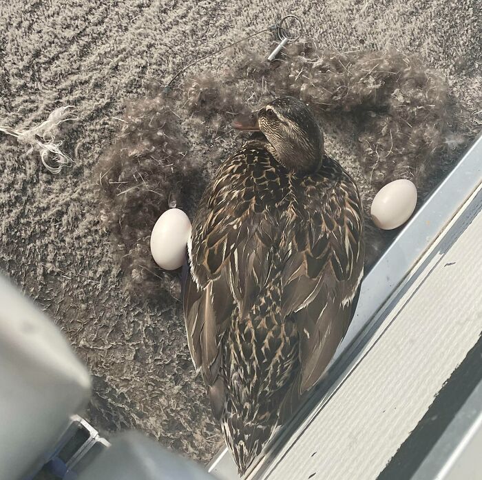 Found This Sweet Momma On My Dad’s Boat! A Couple Of Feathers And A Carpet Are All You Really Need For A Nice Nest