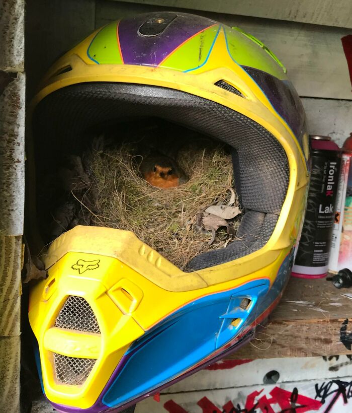 A Robin Has Nested Inside An MX Helmet In My Shed