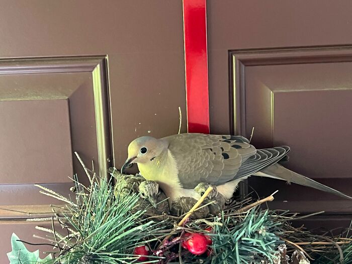 Bird Made A Nest In Our Holiday Wreath And Had Babies