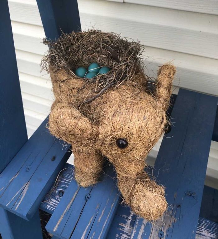 Robin Created Nest In Back Of An Elephant Planter