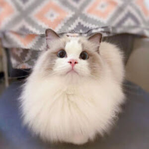 punyaslokasahoo avatar