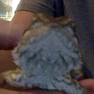 nolanlowitzki avatar