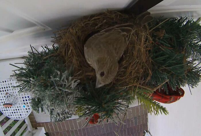 A Bird Nested Under Our Nest Camera