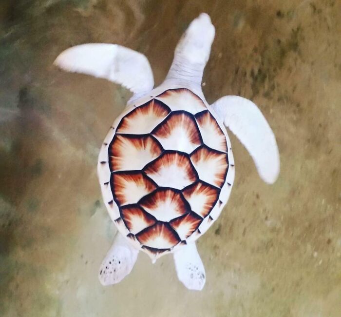 An Albino Turtle I Saw On My Vacation In Sri Lanka