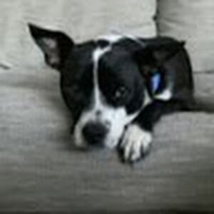 jaydean-poole avatar