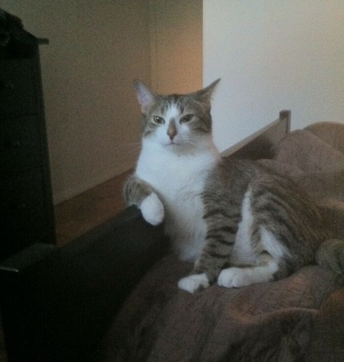 Cat lying and looking