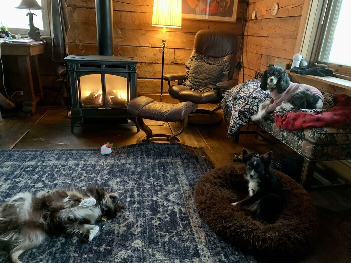 Cozy tiny house interior with dogs napping by a warm fireplace and rustic wooden walls.