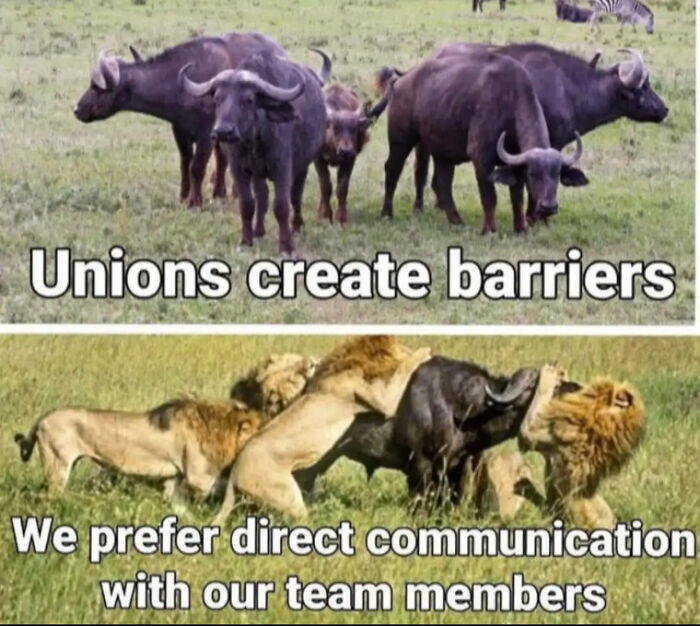 "You Don't Need A Union We're A Family" ~ The Lion