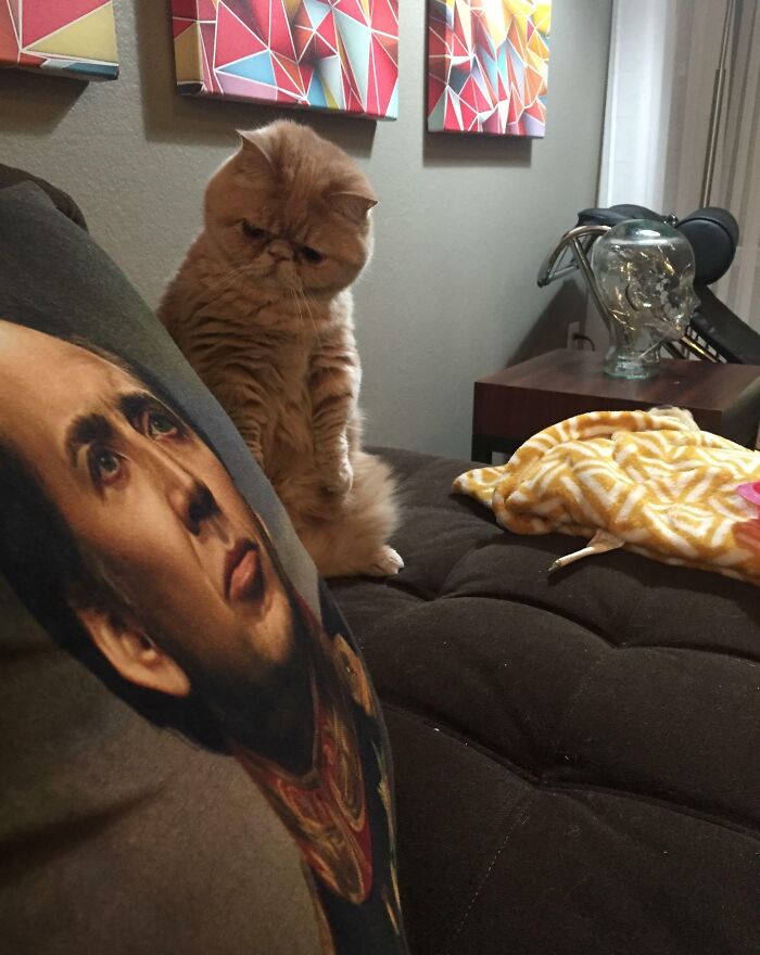 Cat looking at pillow