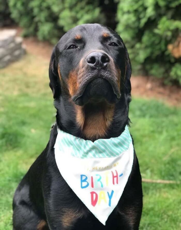 Black dog at his birthday sitting and looking