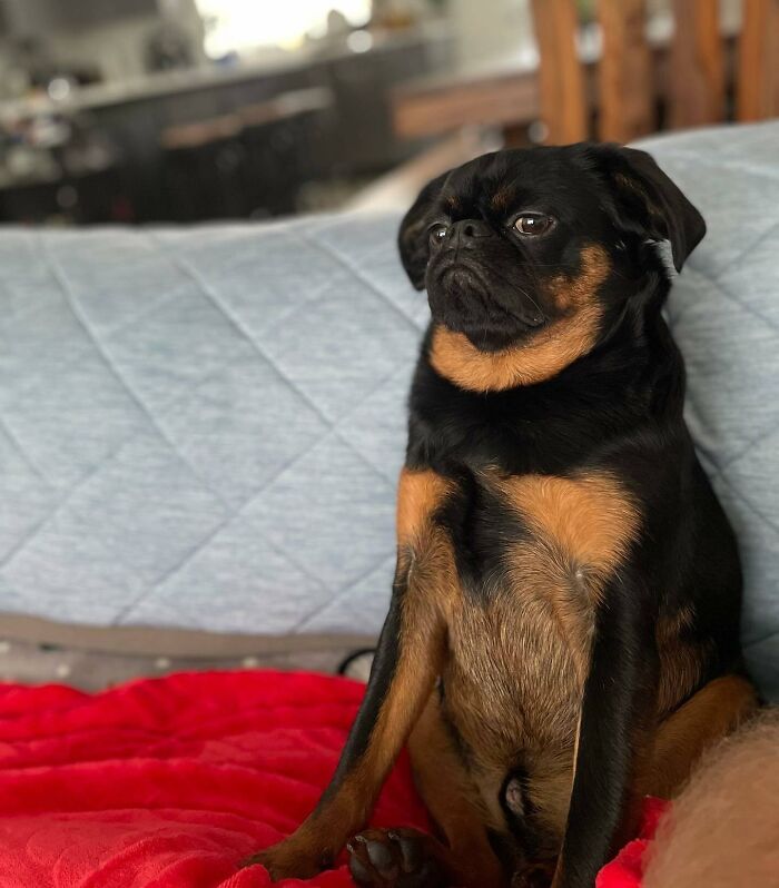 Pug sitting and looking