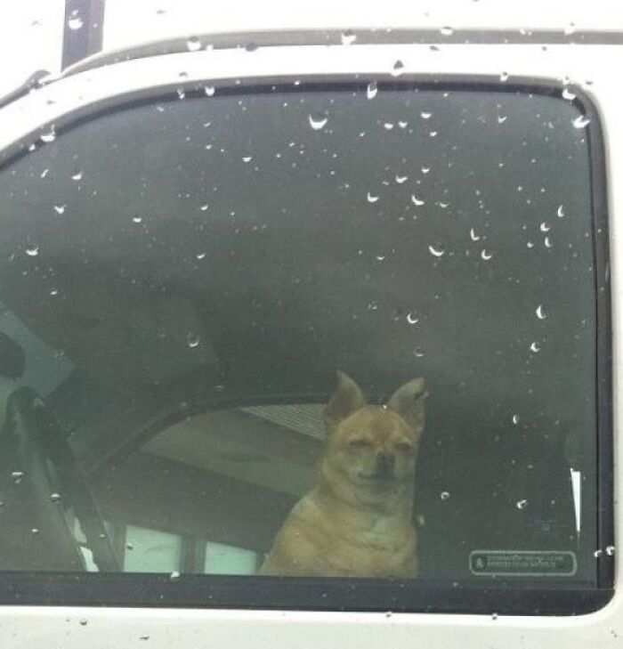 Brown dog looking through car window
