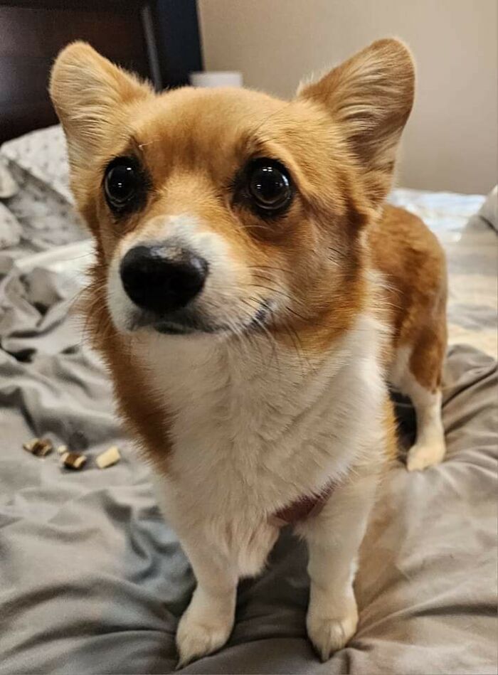 I Adopted This Senior Corgi From A Couple In Assisted Living Who Could No Longer Care For Him. Say Hello To Binki!