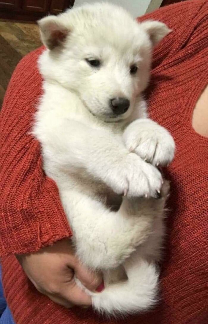 New Puppy / Little Polar Bear Cub!