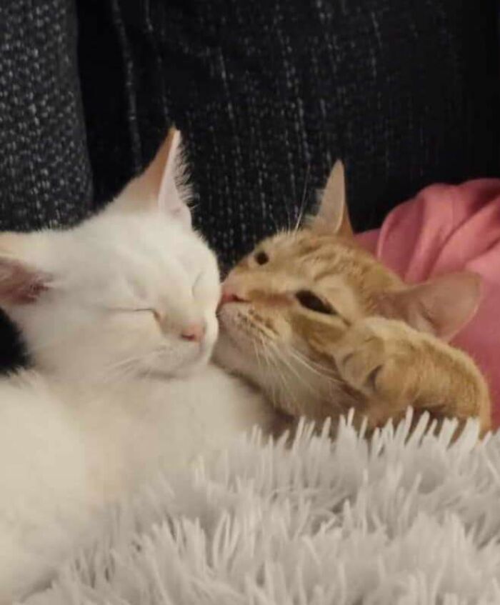 We Were Worried At First Because Our Cat Was Being Rough With The Kitten, But It Took About 24 Hours For Him To Begin Giving Our New Kitten Love