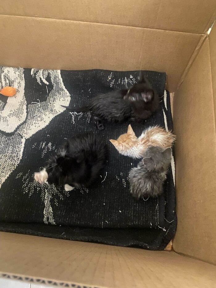 Saved These Little Dudes From Euthanasia Today!