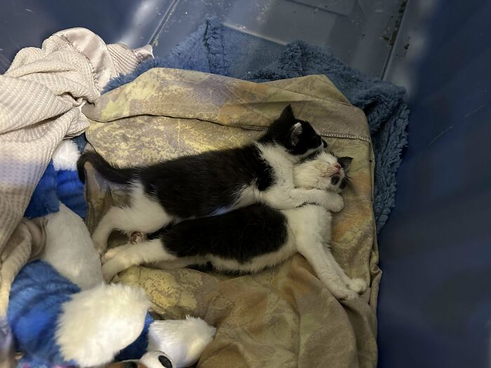 My New Littles Ones, They Need To Be Bottle Fed, Mom Got Hit By A Car, I Feel Horrible