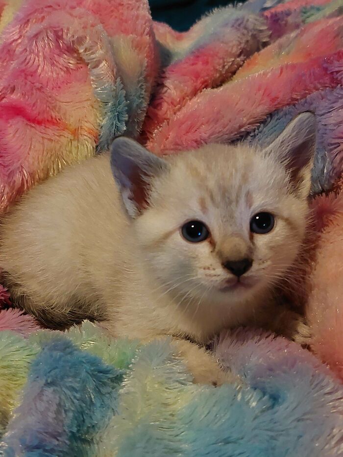 Getting This Kitten Today. We Haven't Settled On A Name Yet But We Were Considering Geralt. What Do You Think?