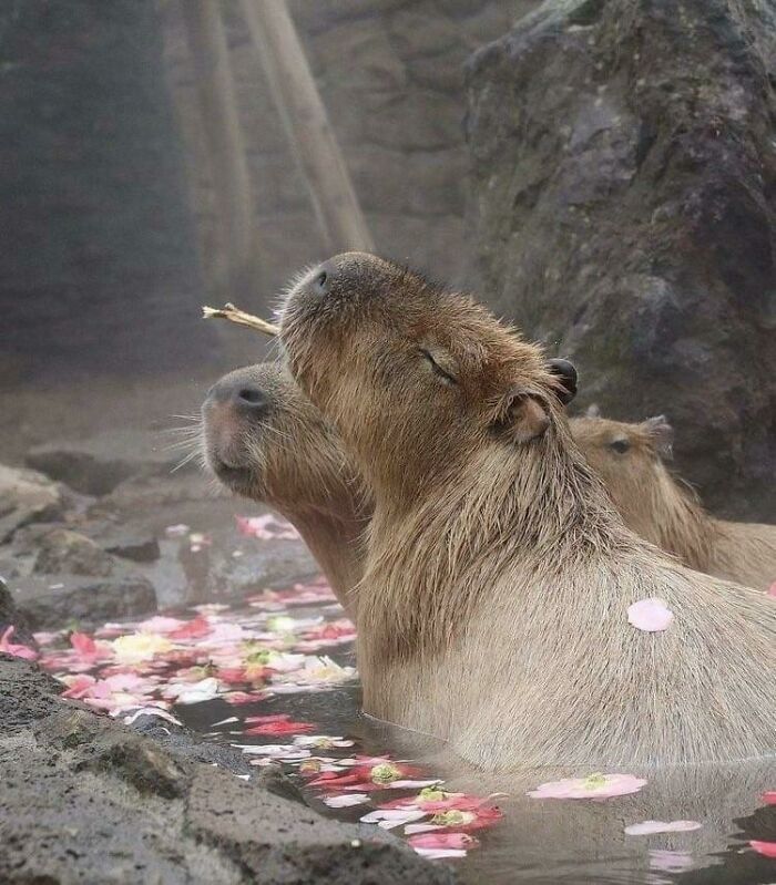Capybara Basks In Sun’s Rays