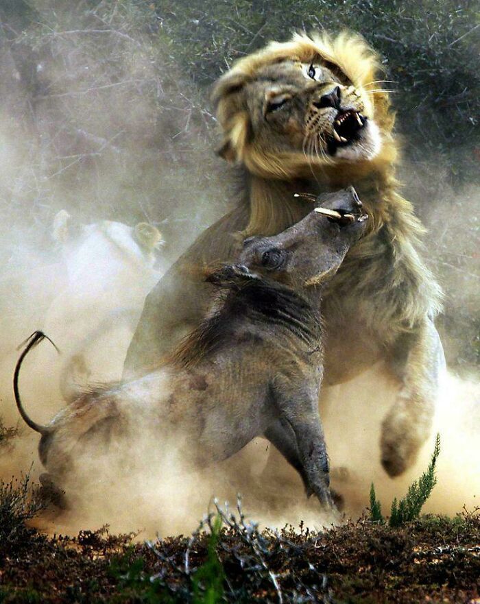 Un león y un jabalí en Sudáfrica, por Alex Choi