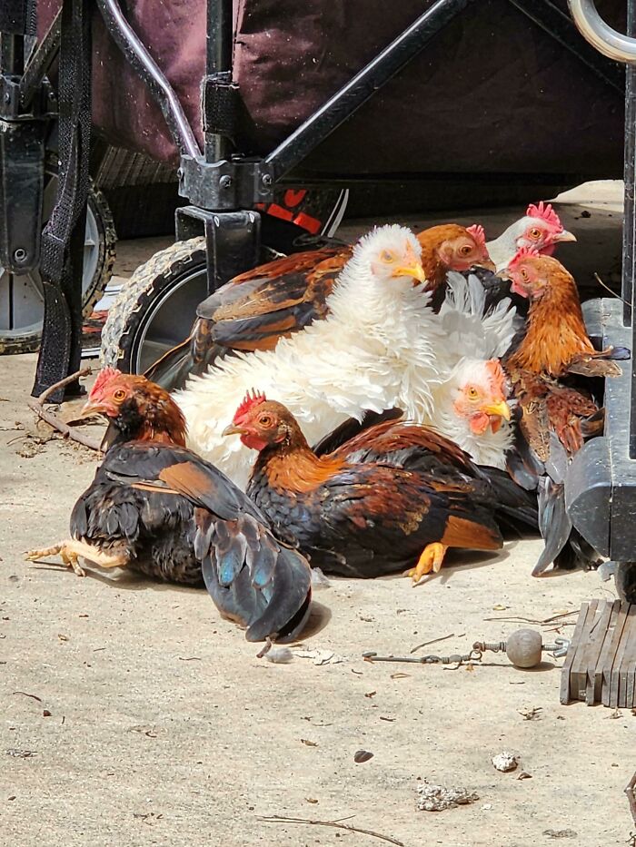 A Flock Of Chickens Sunbathing