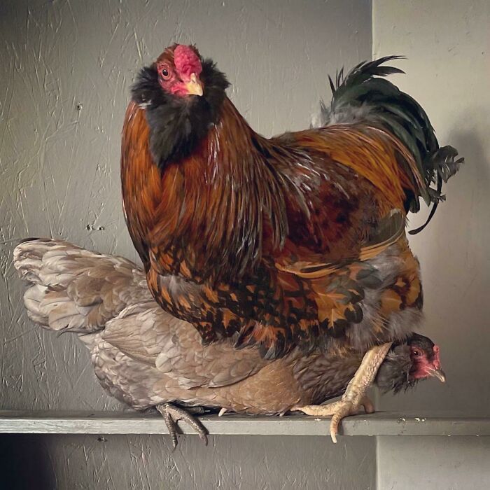 Adoration Of The Hen