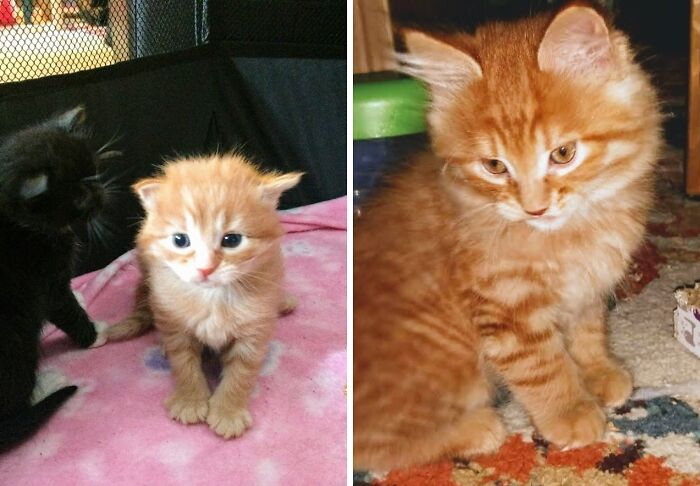 This Is Renni. On The Left Is The Pic A Coworker Used To Entice Me To Adopt Him (Entrapment!). On The Right Is How He Looked When I Got Him (Even Cuter). He's Grown Now, Almost 14lb (At Least Part Maine Coon)