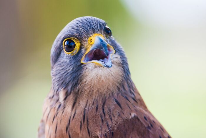close-up peregrine falcon