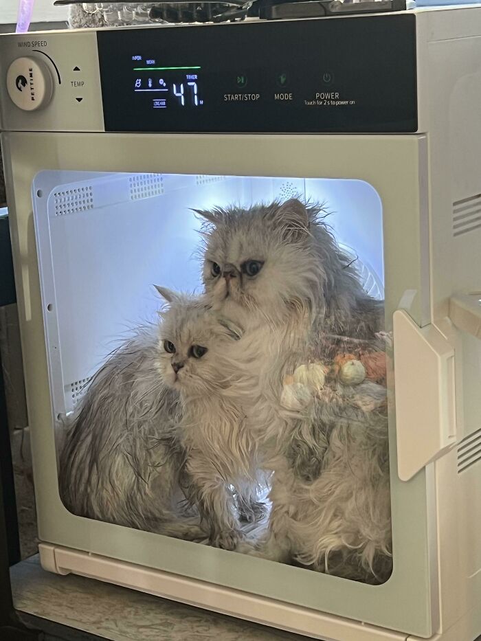 My Mom's Cats Watching TV While In The Dryer