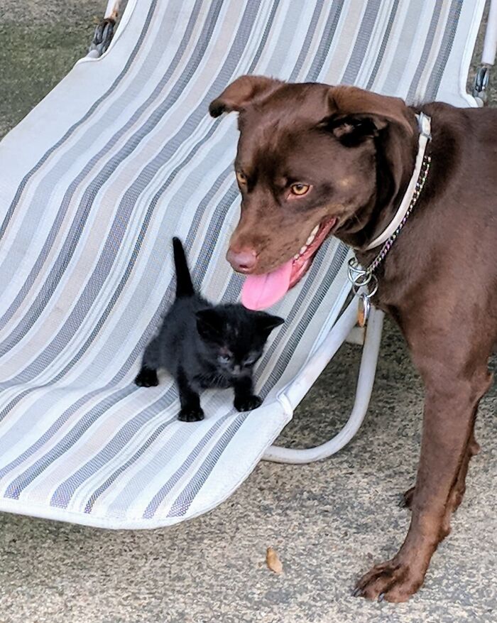 My Friend's Dog Found A Kitten In The Yard, Brought It Inside In Her Mouth, And Has Been Fostering The Kitten Since. Nobody Told The Kitten She Isn't A Dog Yet