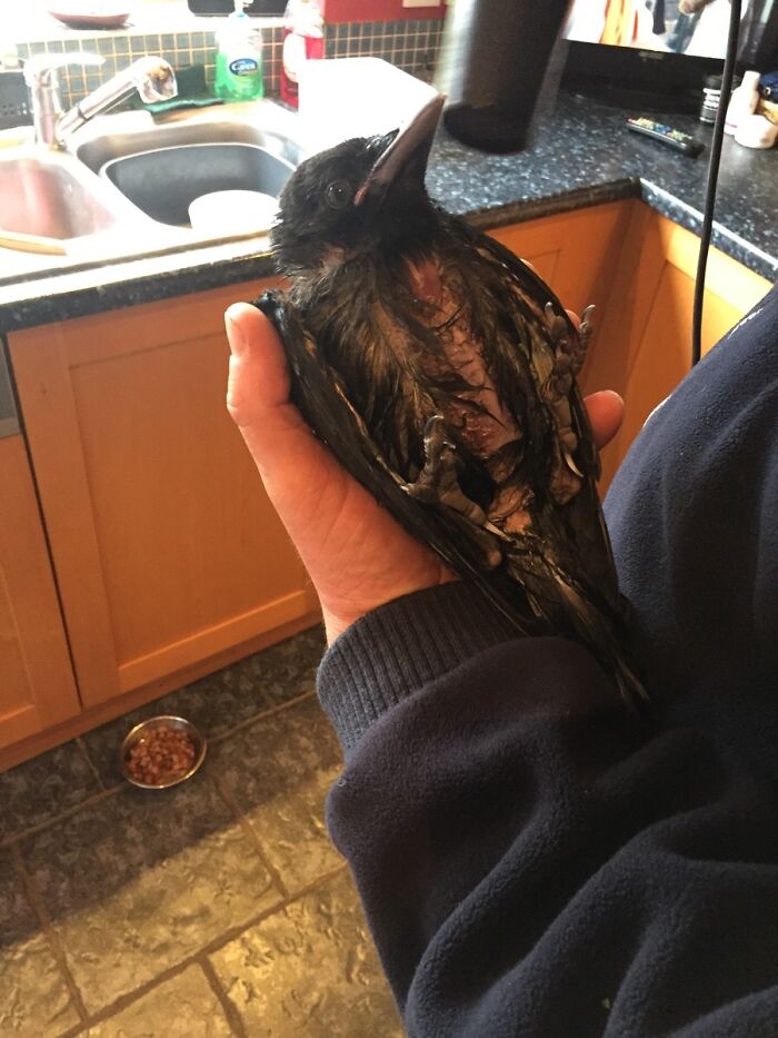Man drying a crow