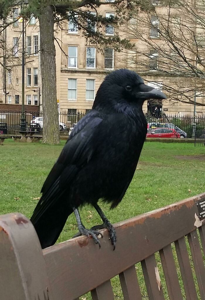 Crow looking and standing