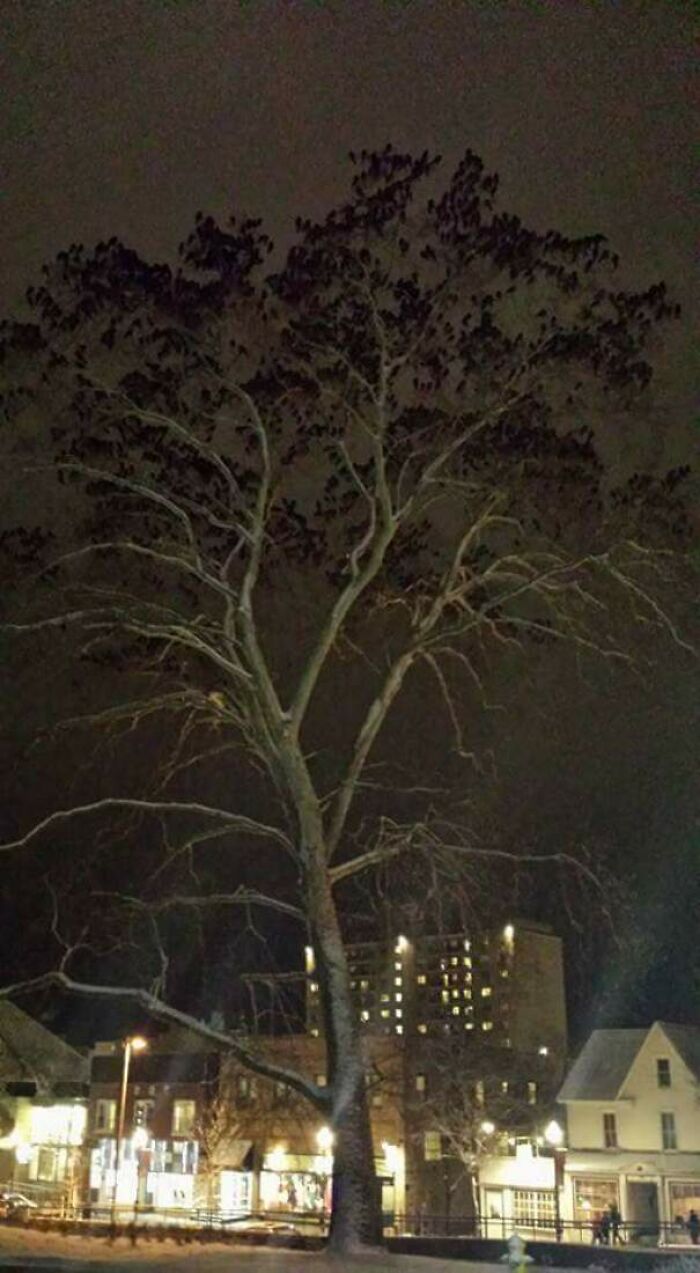 Crows on the tree looking like leaves