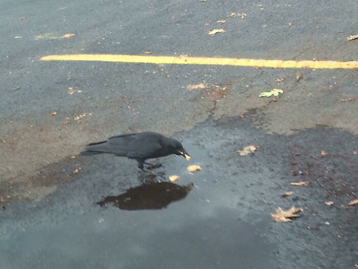 Crow taking food from street