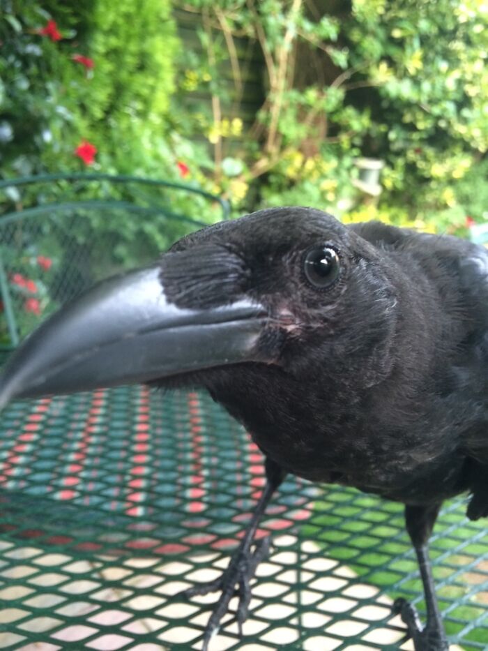 Crow looking
